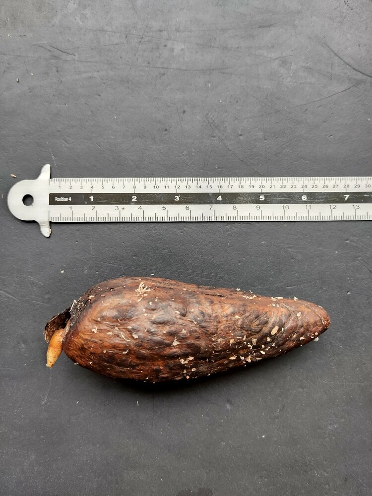 Pau (Garcinia latissima)