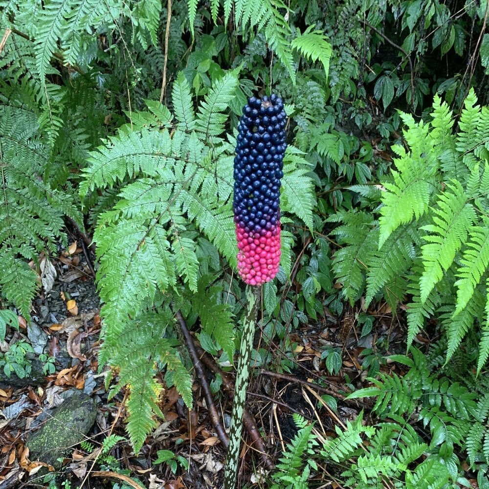 Kyushu-Aronstab (Amorphophallus kiusianus)