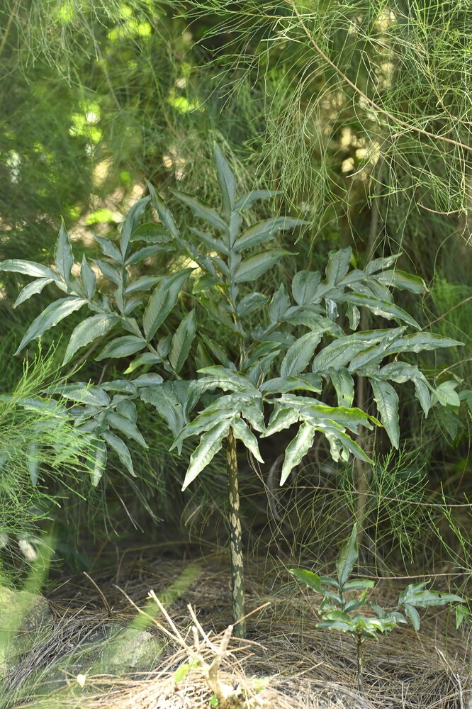 Kyushu-Aronstab (Amorphophallus kiusianus)