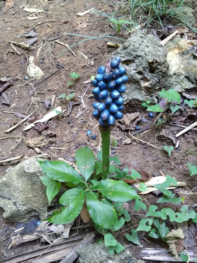 Henrys Aronstab (Amorphophallus henryi)