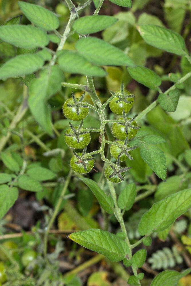 Gal&aacute;pagos-Tomate (Solanum cheesmaniae)