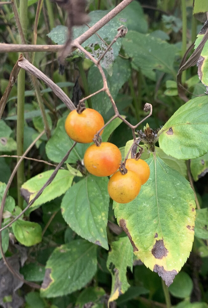 Gal&aacute;pagos-Tomate (Solanum cheesmaniae)