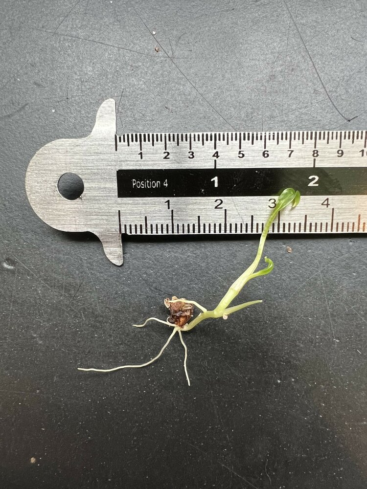 Sumpftaro (Cyrtosperma hayii)