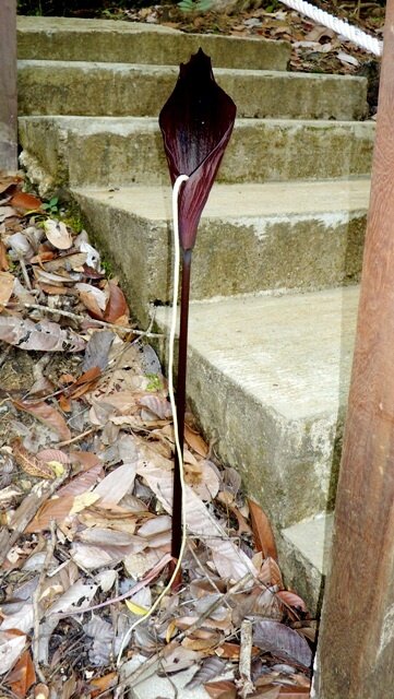 Aronstab (Amorphophallus pendulus)