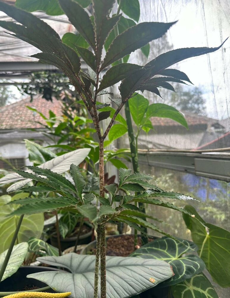 Aronstab (Amorphophallus pendulus)