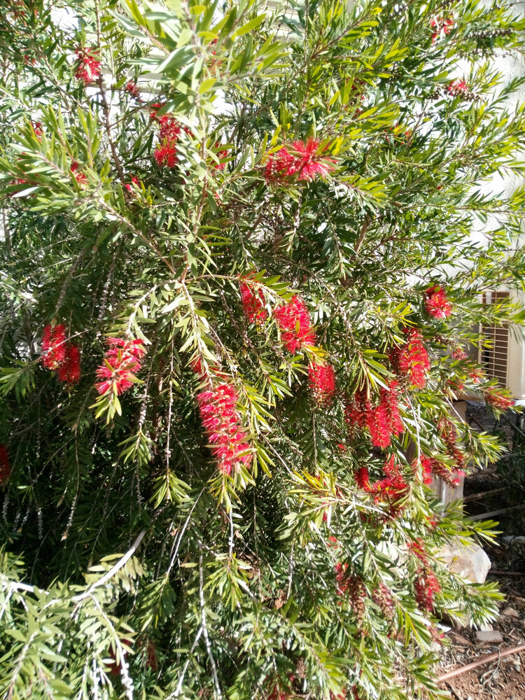 Roter Zuckergussbaum (Callistemon phoeniceus)