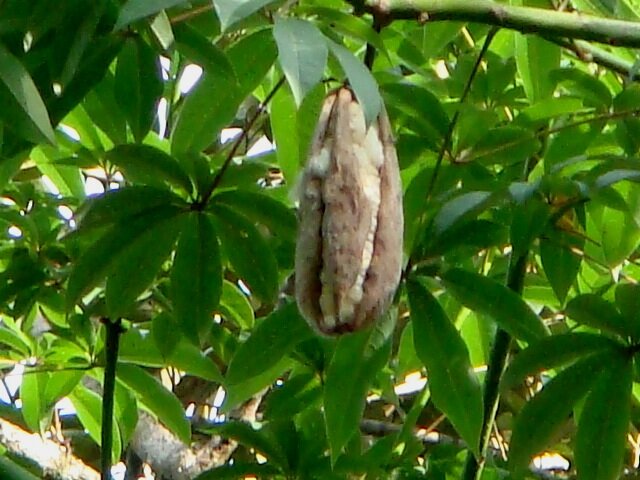 Kapokbaum (Ceiba pentandra)