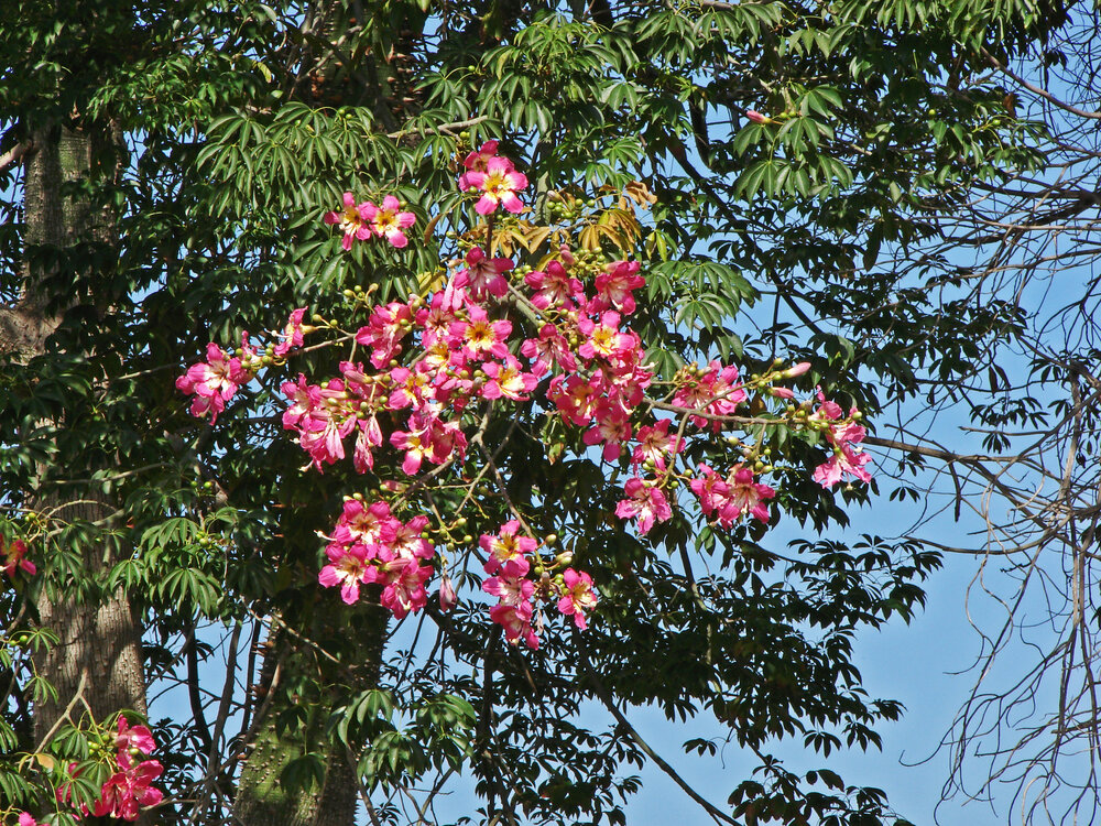 Seidenbaum (Ceiba speciosa)