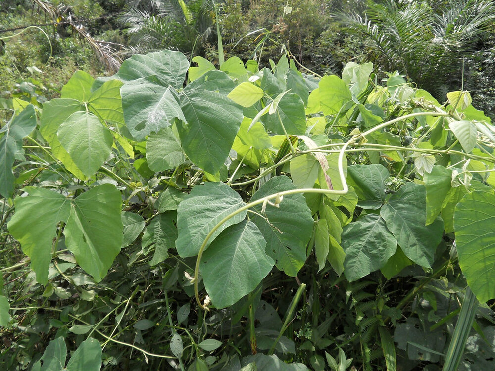 Samtbohne (Mucuna pruriens)