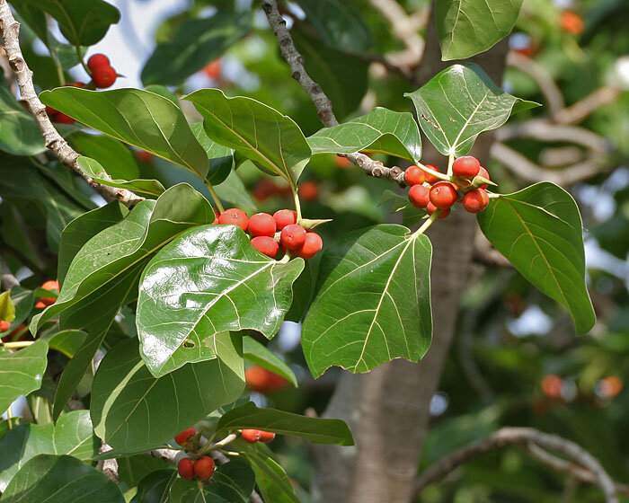 W&uuml;rgerfeige (Ficus benghalensis)