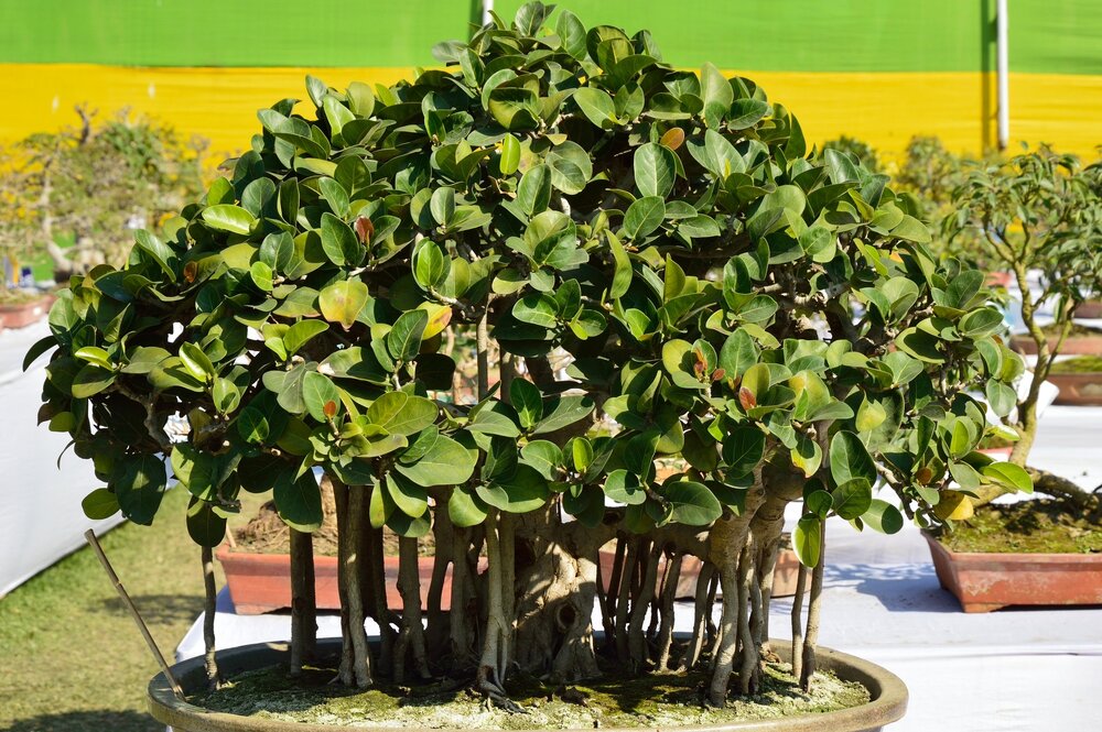 W&uuml;rgerfeige (Ficus benghalensis)