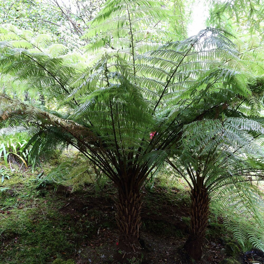 Baumfarn (Cyathea australis)