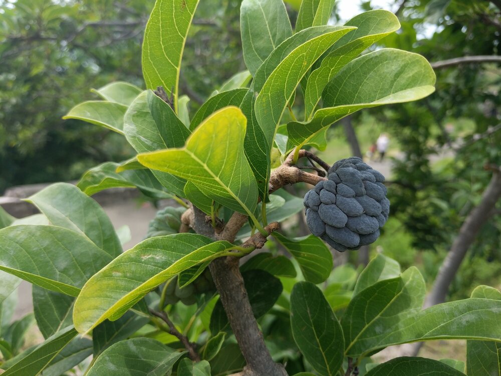 Zuckersack (Annona squamosa)