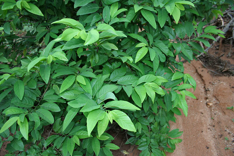 Zuckersack (Annona squamosa)