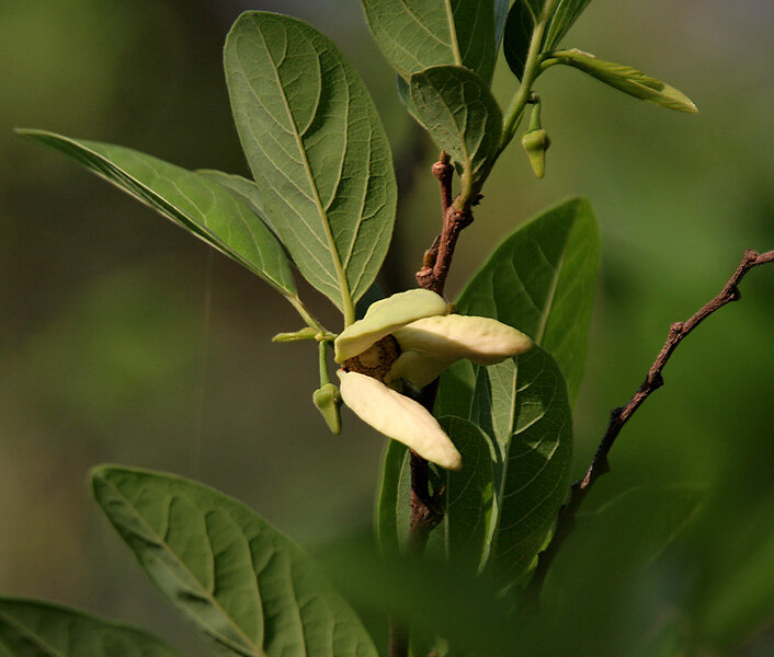 Zuckersack (Annona squamosa)