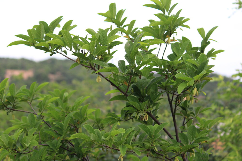 Zuckersack (Annona squamosa)