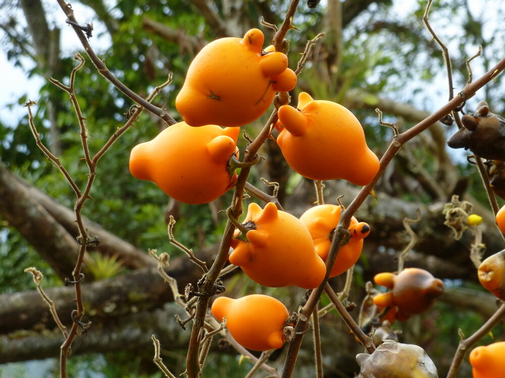 Teppelfrucht (Solanum mammosum)
