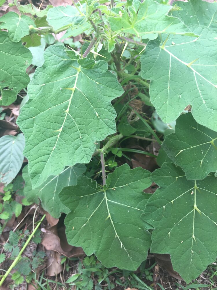 Teppelfrucht (Solanum mammosum)