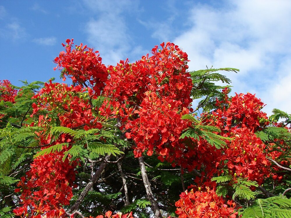Flammenbaum (Delonix regia)