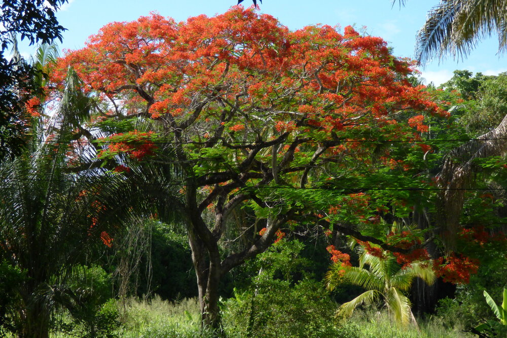 Flammenbaum (Delonix regia)