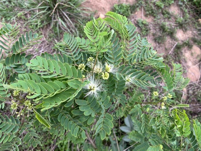 Kalkora-Schlafbaum (Albizia kalkora)