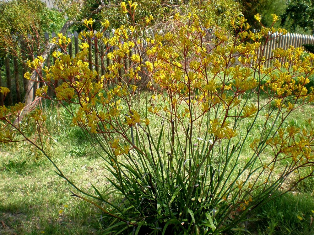 Gelber K&auml;nguruphote (Anigozanthos flavidus 'Yellow')