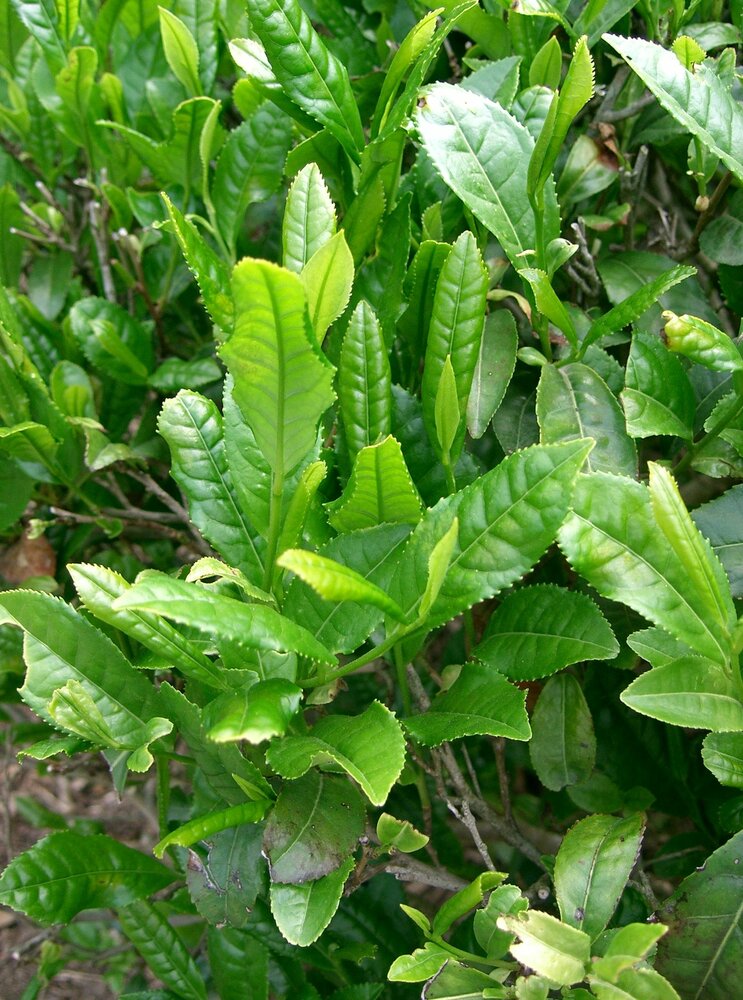 Teepflanze (Camellia sinensis)