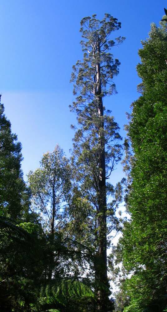 Riesen-Eukalyptus (Eucalyptus regnans)
