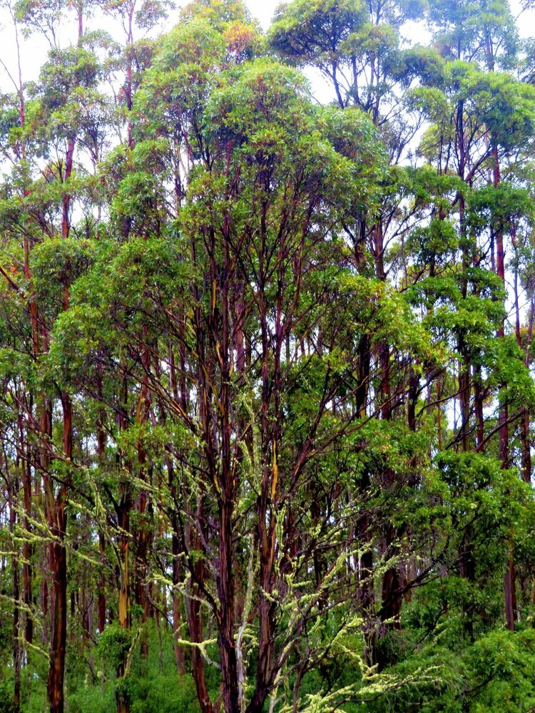 Riesen-Eukalyptus (Eucalyptus regnans)