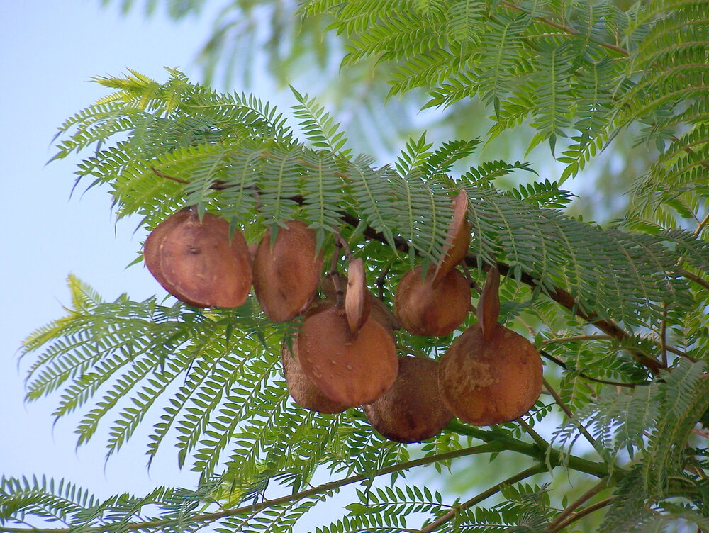 Blauer Jacaranda (Jacaranda mimosifolia)