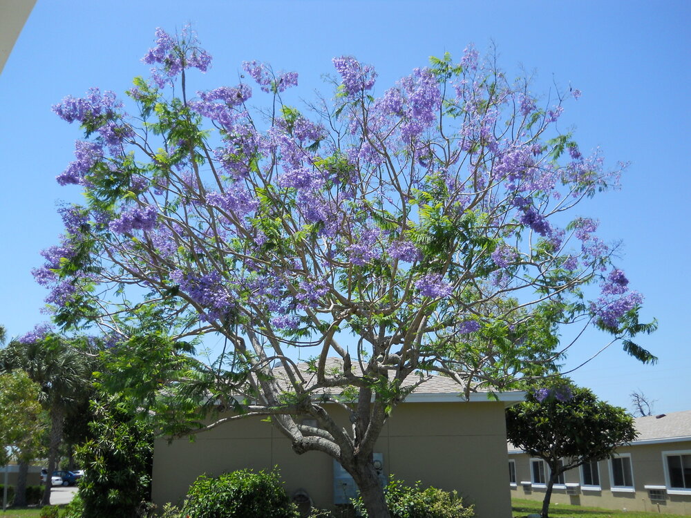 Blauer Jacaranda (Jacaranda mimosifolia)