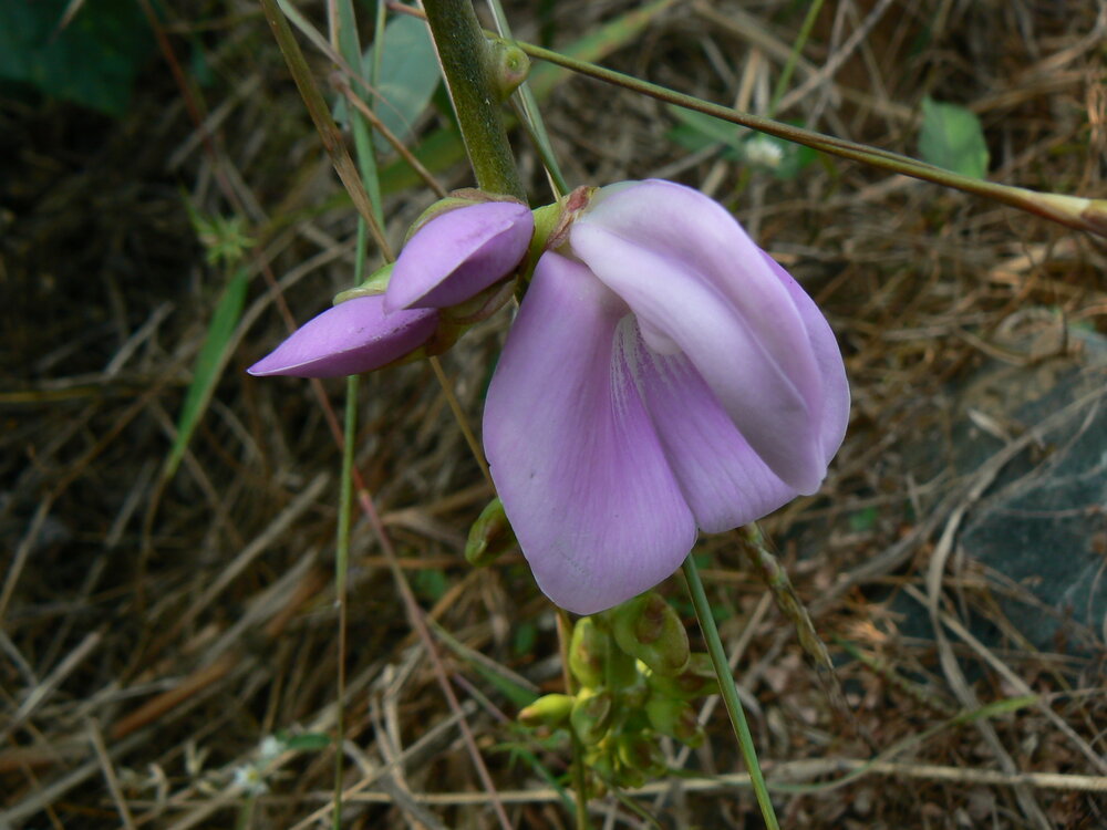 Jackbohne (Canavalia ensiformis)