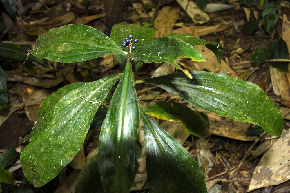 Marmorbeere (Pollia condensata)