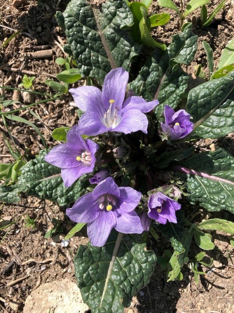Alraune (Mandragora officinarum)
