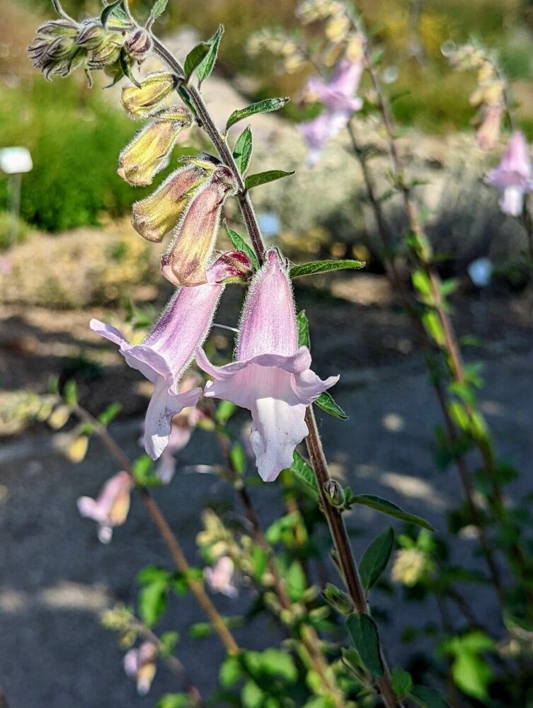 S&uuml;dafrikanischer Fingerhut (Ceratotheca triloba)