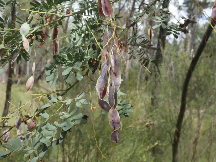 Mudgee-Akazie (Acacia spectabilis)