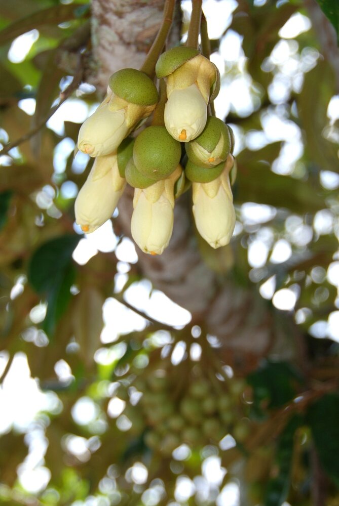Durian (Durio zibethinus)