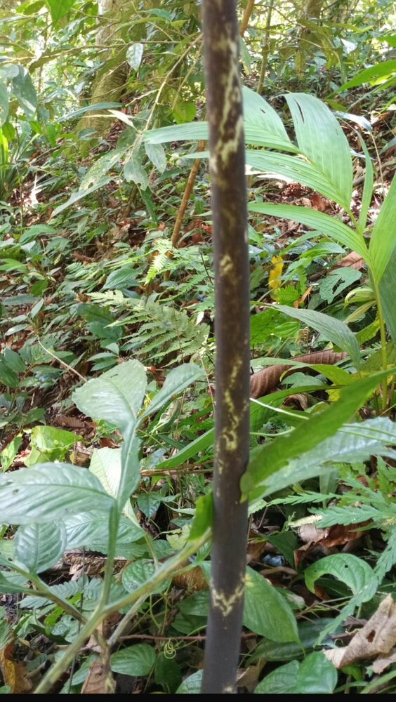 Aronstab (Amorphophallus sp. 'Sulawesi')