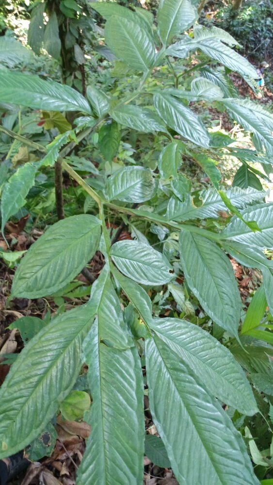Aronstab (Amorphophallus sp. 'Sulawesi')