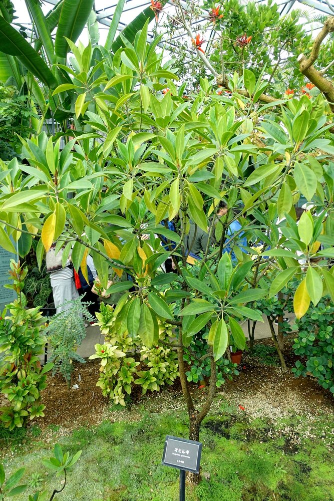 Orientalische Mangrove (Bruguiera gymnorhiza)
