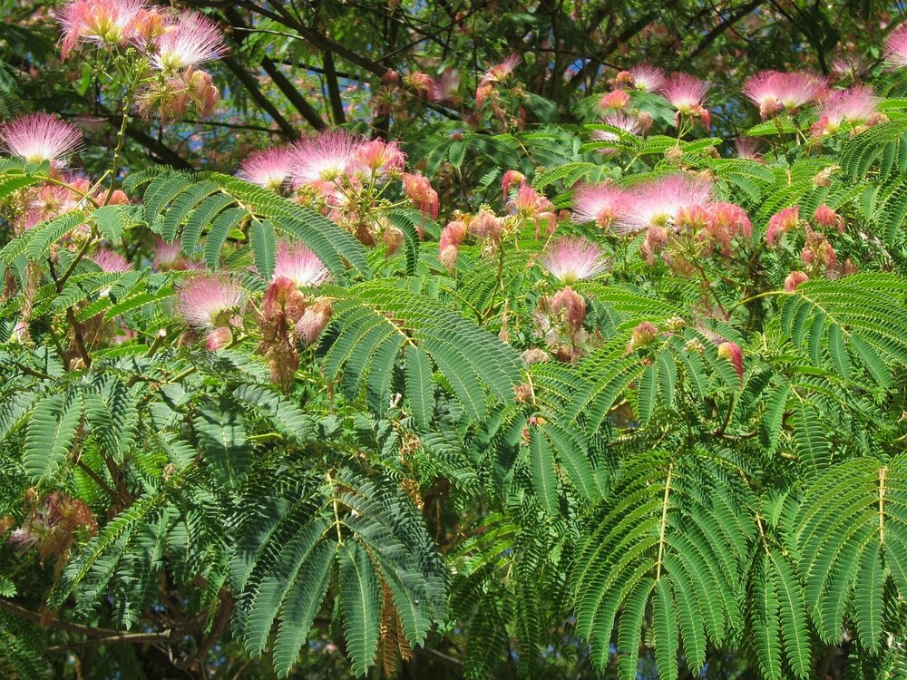 Persischer Schlafbaum (Albizia julibrissin 'E.H. Wilson')