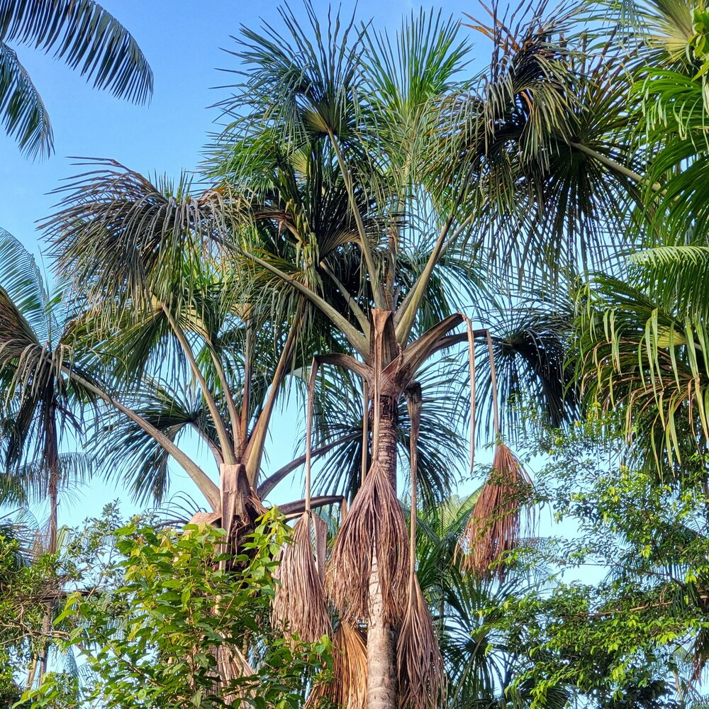 Moriche-Palme (Mauritia flexuosa)
