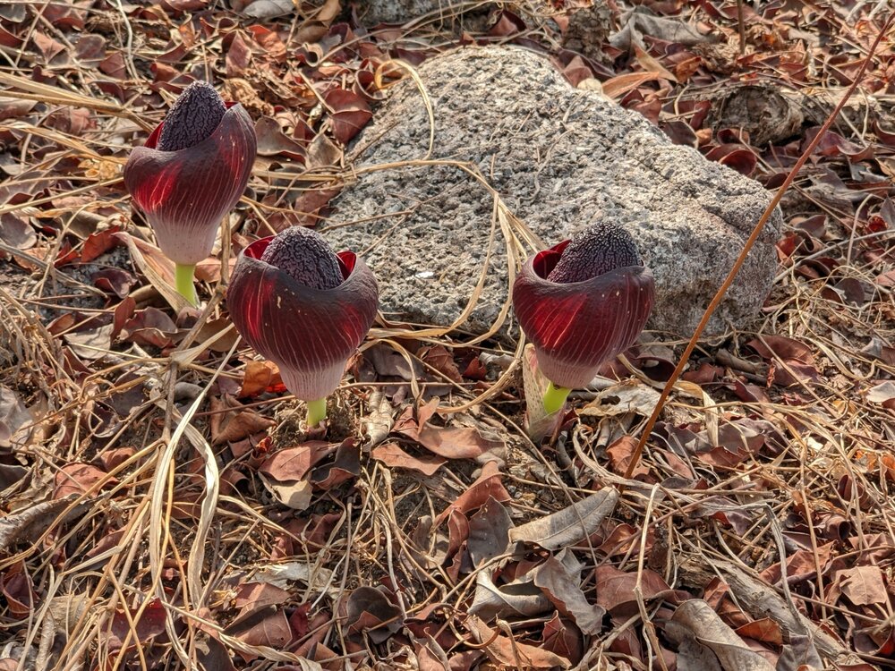 Amorphophallus aphyllus (Hook.) Hutch. observed in Guinea by Denis Bastianelli (licensed under CC BY 4.0)