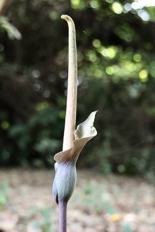 Photo: NABU|naturgucker, CC BY 4.0, via GBIF (occurrence 5135441881).