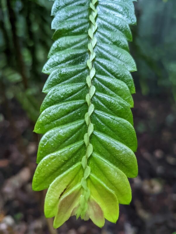 Caleb Catto, via iNaturalist, licensed under CC BY 4.0.