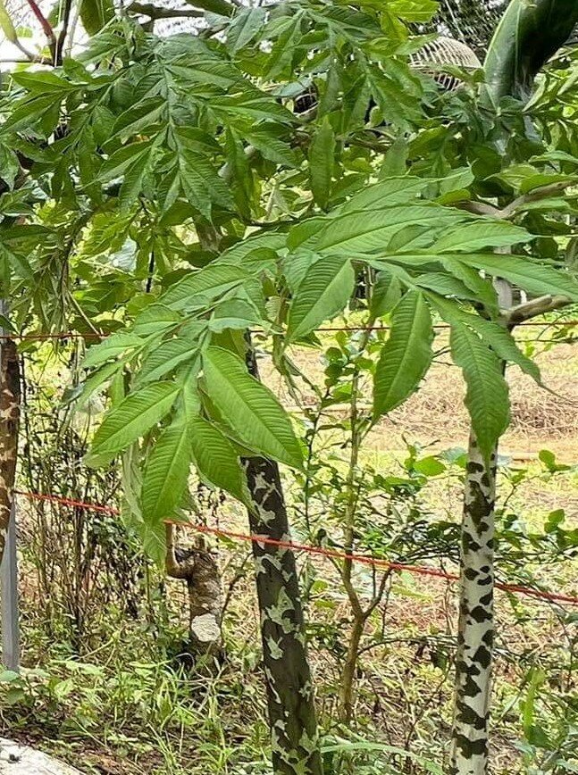 Aronstab (Amorphophallus maxwellii)