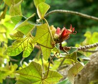 Affenhandbaum (Chiranthodendron pentadactylon)