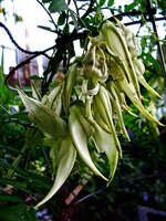Wei&szlig;er Papageienschnabel (Clianthus puniceus 'alba')