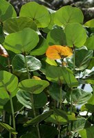 Seetraube (Coccoloba uvifera)
