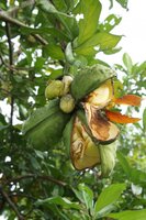 Colabaum (Cola nitida)